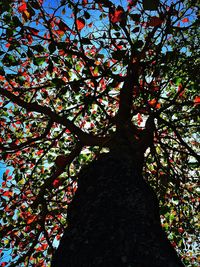 Low angle view of trees