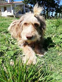 Portrait of dog on field