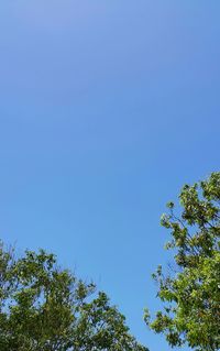 Low angle view of trees against blue sky