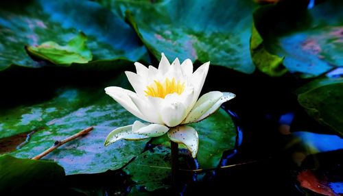 White water lily blooming in pond