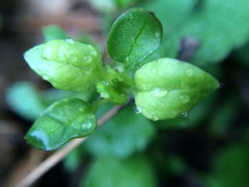 Close-up of wet plant leaves during rainy season