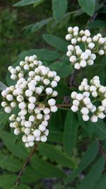 Close-up of white flowers blooming outdoors