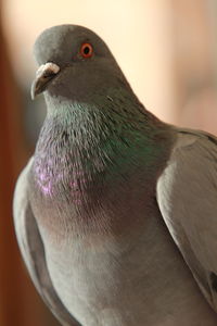 Close-up of bird perching