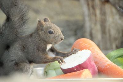 Close-up of squirrel eating food