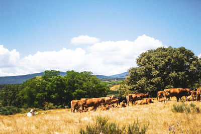 Brown cows grazing on straw field against background forest