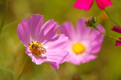 Close-up of bee on pink flower