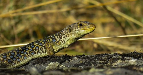 Close-up of lizard on rock