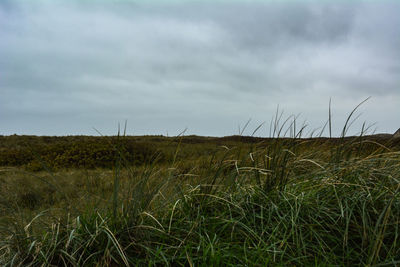 Close-up of grass on field against sky