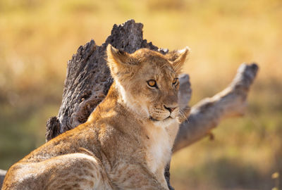 Close-up of a young lion