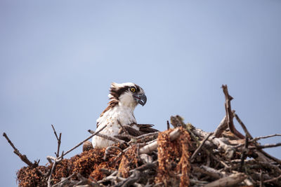 Low angle view of eagle perching on tree against sky