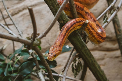 Close-up of snake on tree