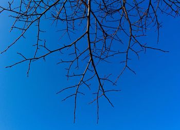 Low angle view of bare tree against clear blue sky