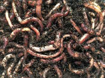 Full frame shot of earthworms with compost