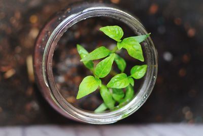 Directly above shot of potted plant