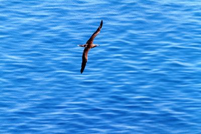 Close-up of bird in water