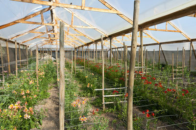 Plants growing in greenhouse