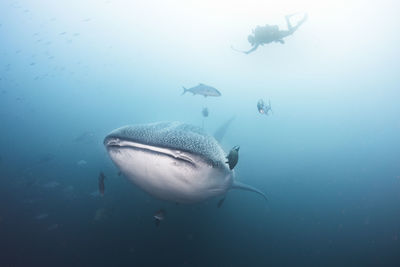 Close-up of shark swimming undersea