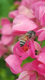 Close-up of pink flowers