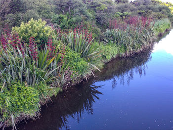 Plants against trees and water