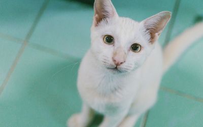 Close-up portrait of cat