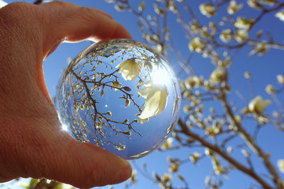 Close-up of hand holding plant against sky