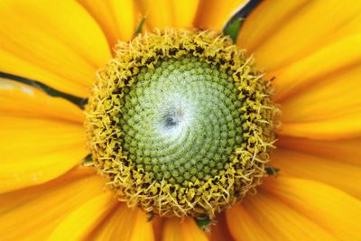 Close-up of insect on yellow flower