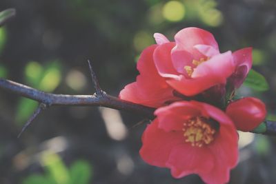 Close-up of pink flowers blooming outdoors