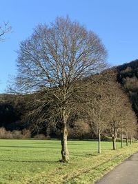 Bare trees on field against sky