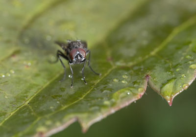 Close-up of insect on wet leaves