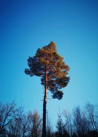 Low angle view of tree against blue sky