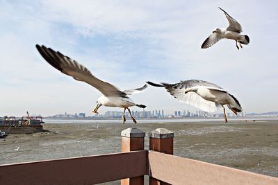 Seagulls flying over sea against sky