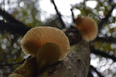 Close-up of mushroom growing on tree