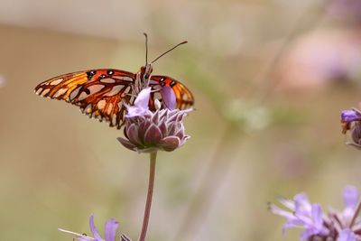 Close-up of butterfly pollinating on flower