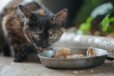 Close-up of cat