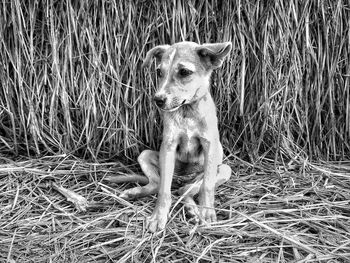 Dog sitting on grass