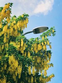 Low angle view of flowering plants against sky