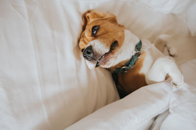 High angle view of dog relaxing on bed at home