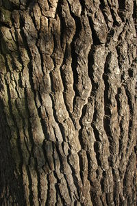 Full frame shot of tree trunk