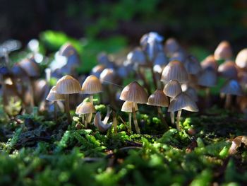 Close-up of mushrooms growing in forest