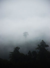 Low angle view of trees in forest against sky