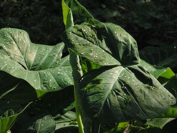 Close-up of wet plant leaves during rainy season