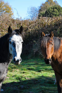 Horses in a field