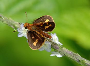 Close-up of butterfly pollinating on flower