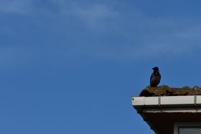 Low angle view of bird perching on roof against blue sky