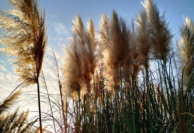 Low angle view of reed growing on field against sky