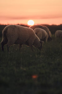 Sheep grazing on field