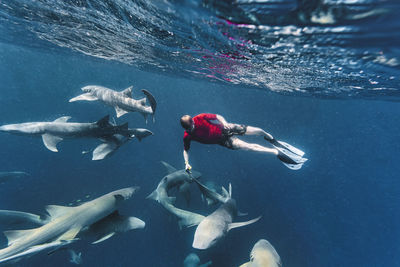 Man touching nurse shark in sea