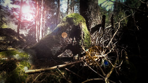 Close-up of lizard on tree trunk in forest