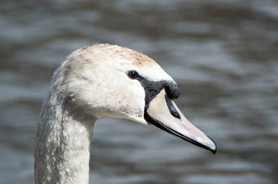 Close-up of wet swan in lake