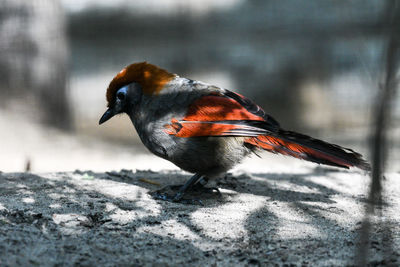 Close-up of a bird perching